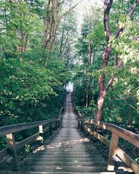 Wooden footbridge in forest