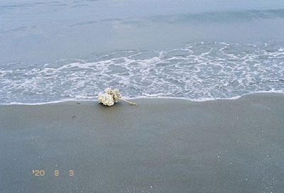 View of crab on beach
