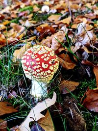 High angle view of mushroom growing on field