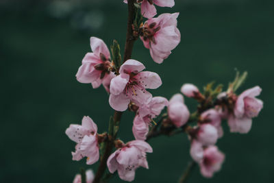 Close-up of pink cherry blossoms