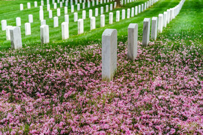 View of gravestones at cemetery