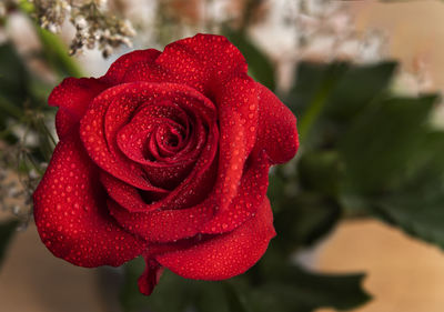 Close-up of red rose