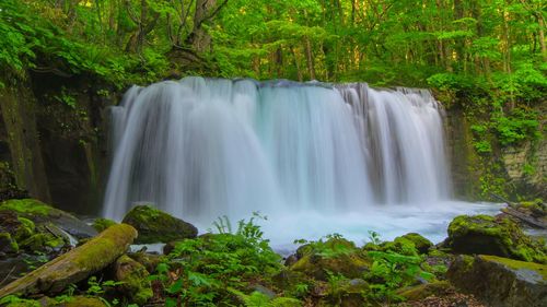 Scenic view of waterfall in forest