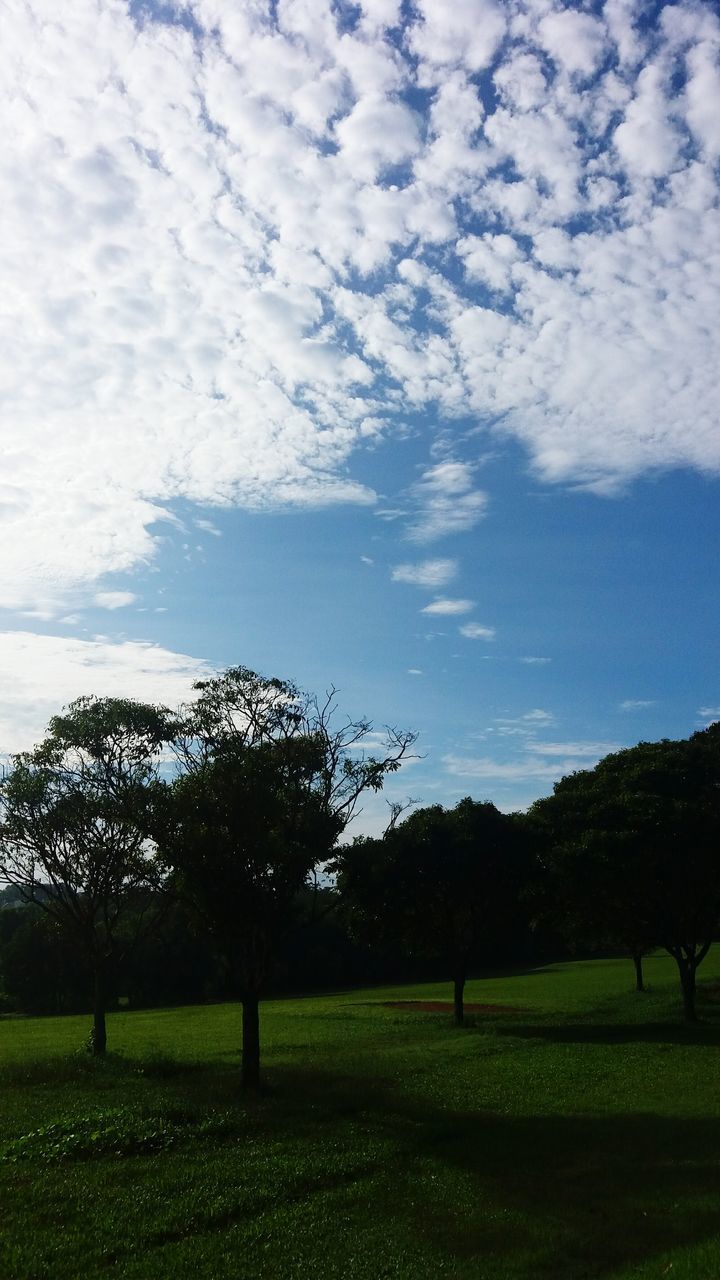 tree, sky, nature, no people, beauty in nature, tranquility, cloud - sky, landscape, outdoors, grass, scenics, day