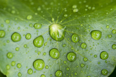 Macro shot of water drops on green leaf