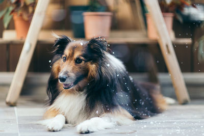 Close-up of dog sitting outdoors while snowing