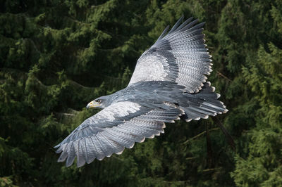 Side view of eagle flying mid-air