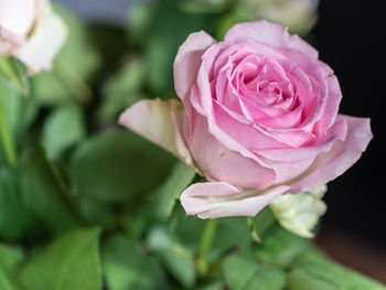 Close-up of pink rose