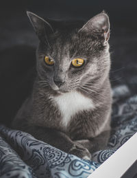 Close-up portrait of a cat