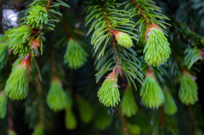 Close-up of pine tree