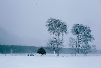 Bare trees on snow covered field