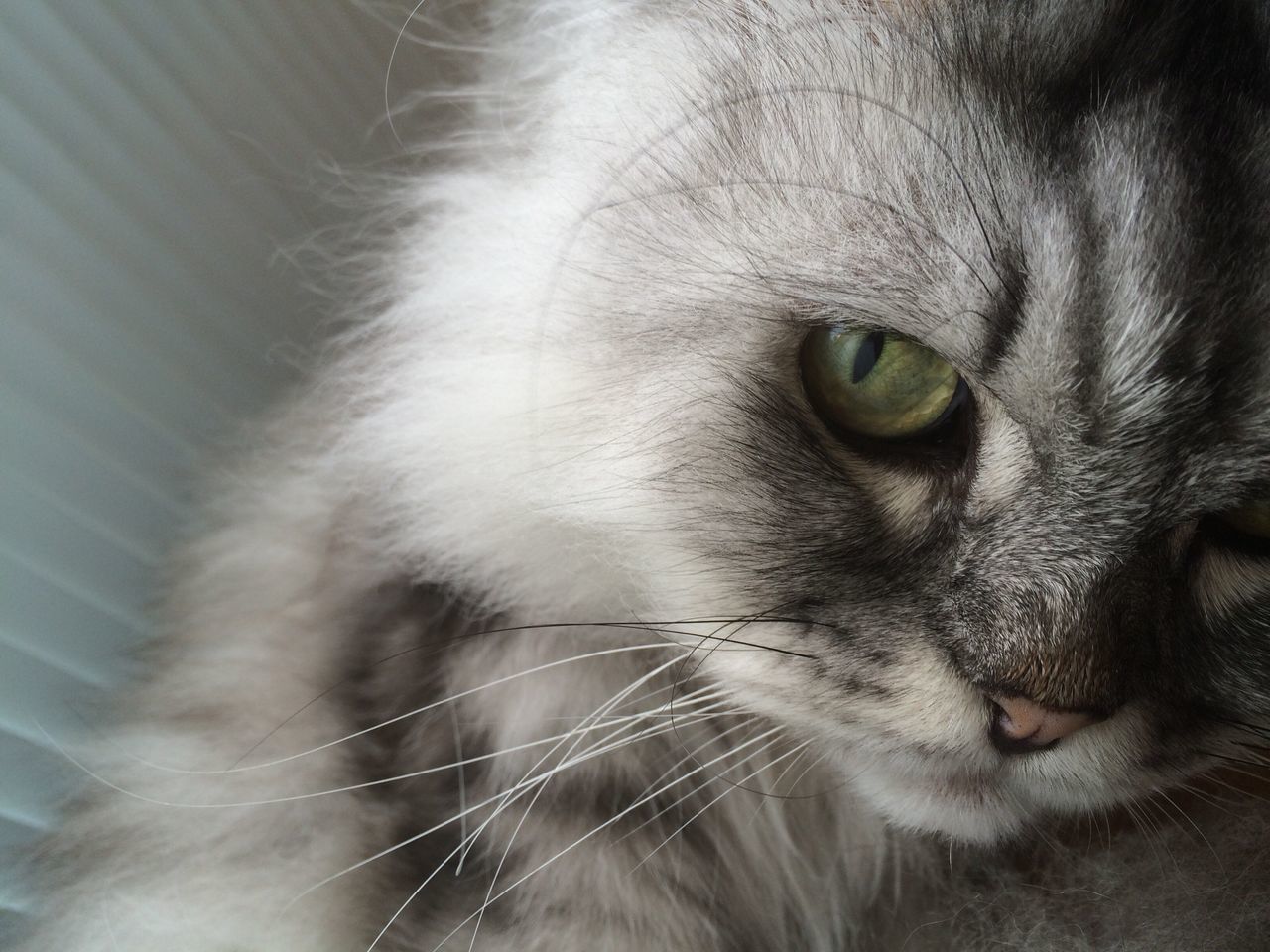 CLOSE-UP OF CAT WITH EYES