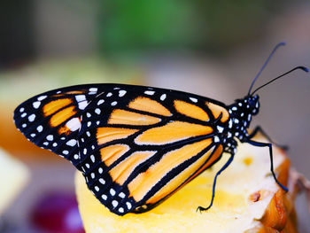 Close-up of butterfly on flower