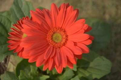 Close-up of red gerbera daisy