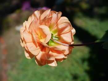 Close-up of flower blooming outdoors