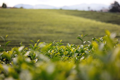 Close-up of crops growing on field