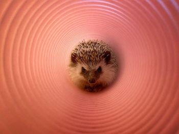 Hedgehog exploring pink tube