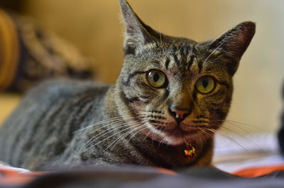 Close-up portrait of a cat