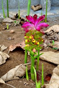 Close-up of pink flowers blooming outdoors