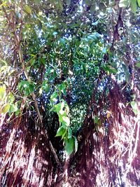 Low angle view of trees