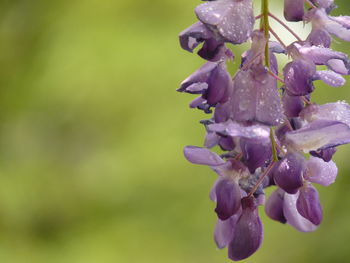 Close-up of wet purple flowering plant