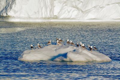 Swans swimming in lake