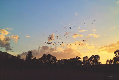 Low angle view of birds flying in sky