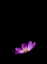 Close-up of pink cosmos flower against black background