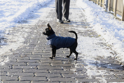 Low section of dog standing on footpath