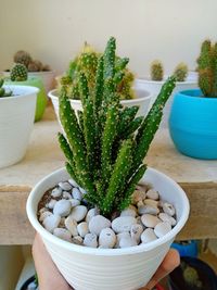 Close-up of cactus growing in potted plant