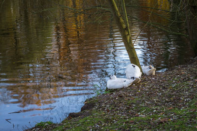 View of swan in lake