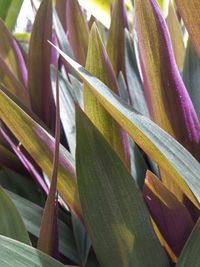 Close-up of plant