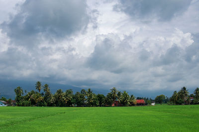 Scenic view of field against sky