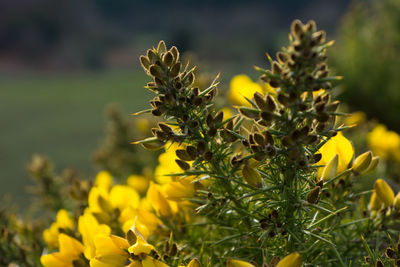 Close-up of yellow flowers