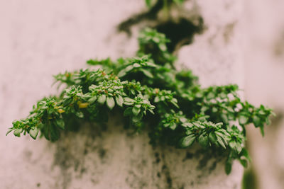 Close-up of potted plant