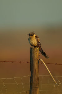 Bird perching on wooden post at sunset