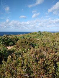 Scenic view of sea against sky