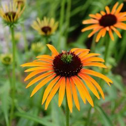 Close-up of black-eyed daisy blooming outdoors