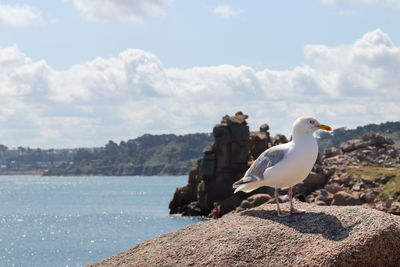 Seagull on a boulder on the pink granite coast  - great natural site of ploumanach, brittany, france