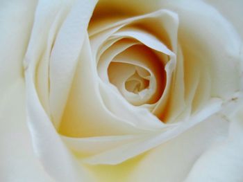 Full frame shot of fresh white rose