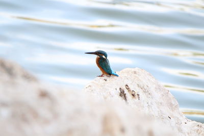 Close-up of bird perching on rock