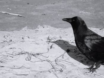 Close-up of bird on sand