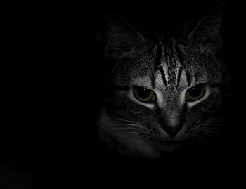 Portrait of cat against black background