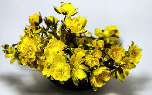 Close-up of yellow flowers over white background