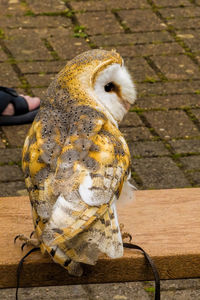 Rear view of owl looking away