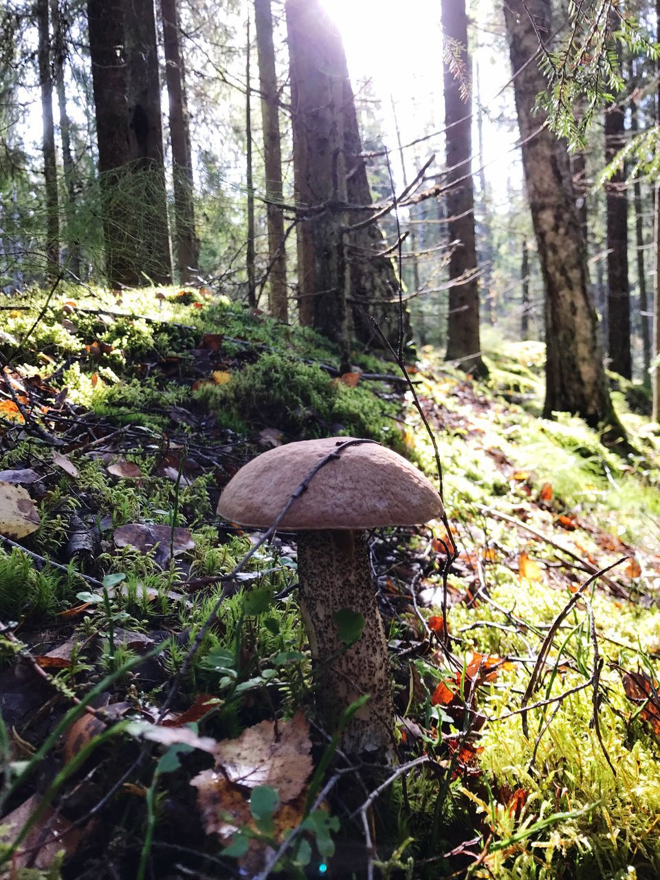 nature, tree trunk, tree, forest, growth, mushroom, beauty in nature, tranquility, day, tranquil scene, no people, outdoors, fungus, toadstool