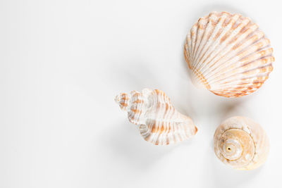 Close-up of seashell over white background