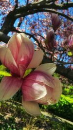 Close-up of pink flowers