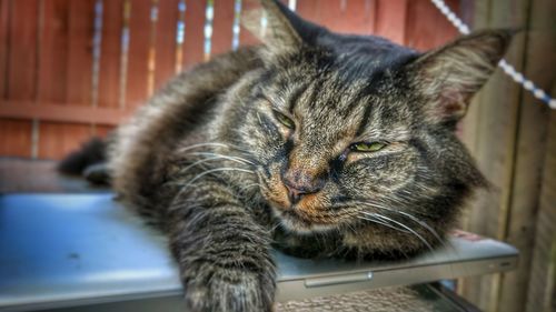 Close-up of cat sitting at home