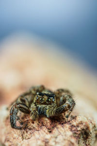 spider on tree